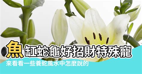 養蛇風水|在玄武方養蛇好嗎？風水專家揭秘招財養生的秘密 